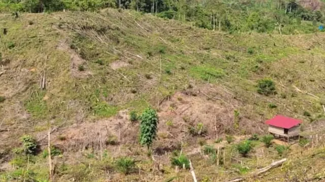 hutan sunyi Bentang Seblat