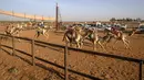 Warga Sudan menonton balapan unta di trek dekat desa al-Ikhlas, barat kota Omdurman, pada 19 Maret 2021. Perlombaan itu diselenggarakan oleh keluarga suku tradisional yang memelihara unta dari desa setempat  untuk melestarikan dan merayakan warisan budaya mereka. (ABDULMONAM EASSA/AFP)