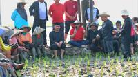 Sekjen PDIP Hasto Kristiyanto Duduk Lesehan di Sawah Bareng Petani (Dok: PDIP)
