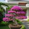 Bonsai Bougainvillea. Foto: Gemini