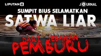 JOURNAL_Sumpit Bius Selamatkan Satwa Liar dari Jebakan Pemburu (Liputan6.com/Abdillah)