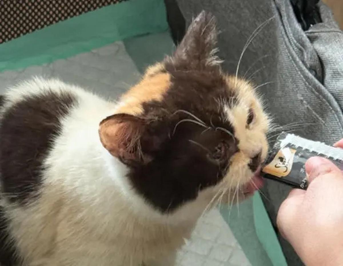 Nasib Belasan Kucing Uya Kuya Usai Penjarahan, Sherina Munaf Pantau Pihak yang Berusaha Menjual