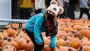 Seorang pengunjung memilih labu di sebuah festival labu, atau dikenal sebagai Pumpkinfest, di Lincolnshire, Illinois, Amerika Serikat (AS), pada 17 Oktober 2020. Belakangan ini, banyak kota di Illinois menggelar festival labu menjelang perayaan Halloween. (Xinhua/Joel Lerner)