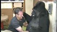 Almarhum aktor Robin Williams terekam pernah berbincang-bincang hangat dengan seekor gorilla.
