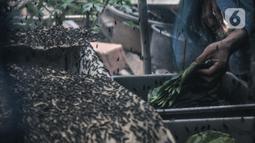 Petugas Dinas Lingkungan Hidup DKI Jakarta saat memasukkan daun untuk tempat bertelur lalat BSF di kawasan Tanjung Priok, Kamis (24/6/2021). Ulat maggot yang telah berusia 21 hari hasil budi daya digunakan sebagai pakan ternak seperti ikan dan unggas. (merdeka.com/Iqbal S. Nugroho)