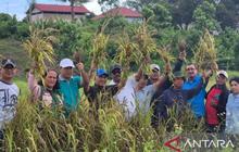 Distan Maluku Gencarkan Pengembangan Hotong Maluku, Pangan Alternatif Bernutrisi Tinggi