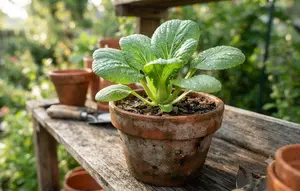 Cara Menanam Pakcoy dari Sisa Pangkal untuk Kebun Dapur, Tak Perlu Beli Bibit