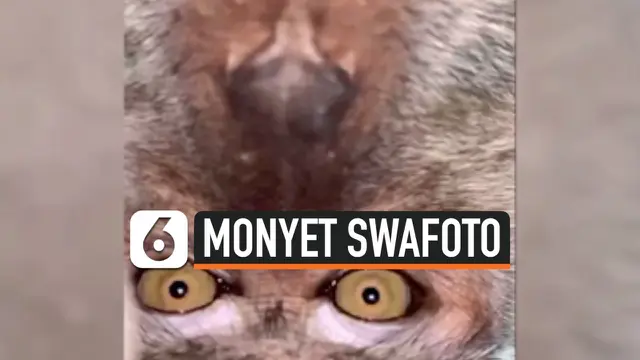 VIDEO: Sempat Hilang, Ponsel Pria Ini Ditemukan Penuh Gambar Monyet