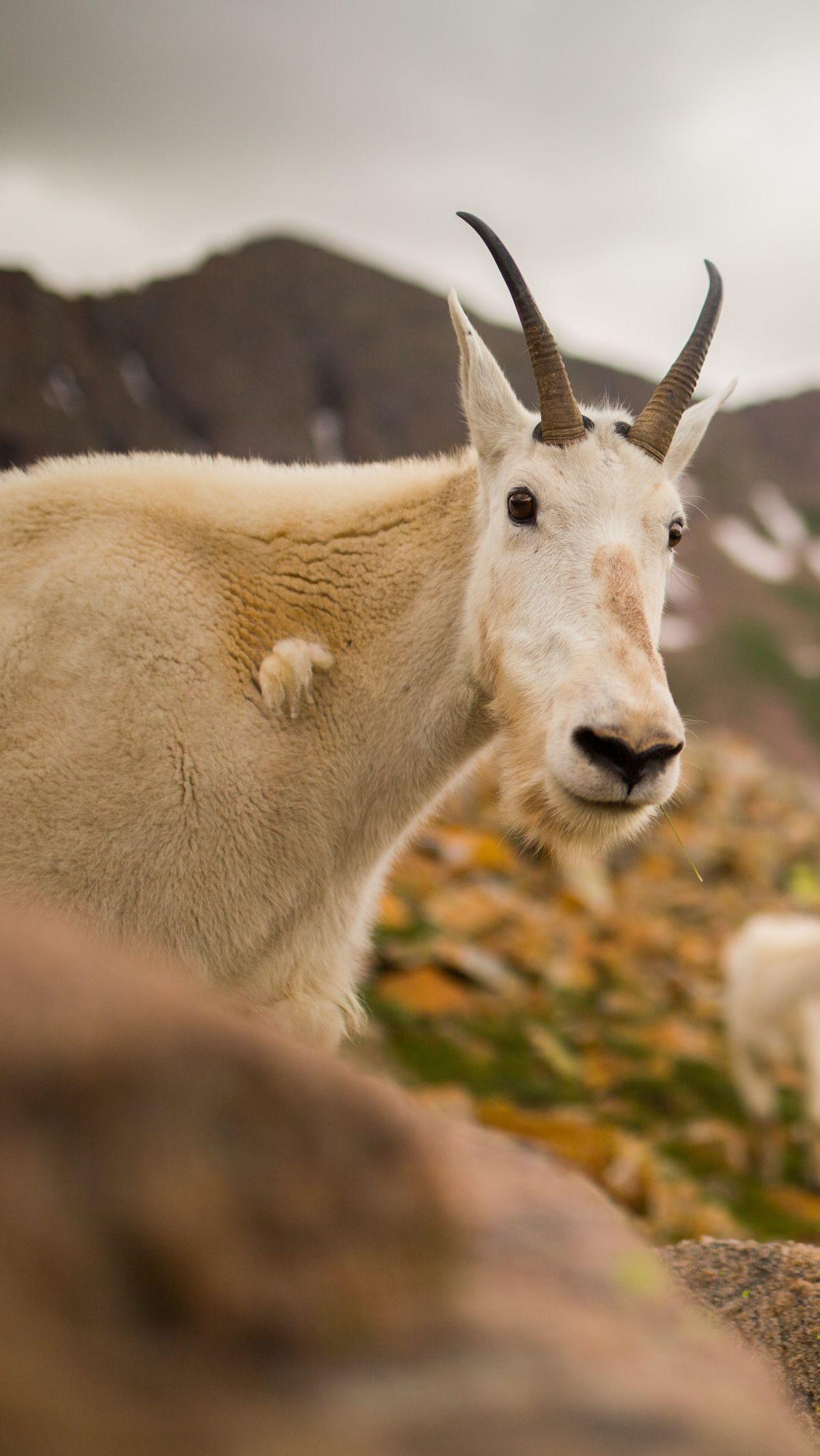 1. Kambing Gunung<br>