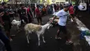 Umat muslim merayakan Hari Raya Idhul Adha yang ditandai dengan pemotongan hewan kurban sehari setelah jamaah haji wukuf di Padang Arafah. (Liputan6.com/Johan Tallo)