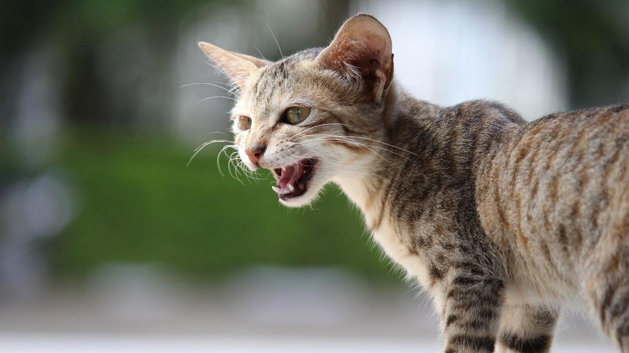 Hindari Kontak dengan Hewan yang Berpotensi Rabies