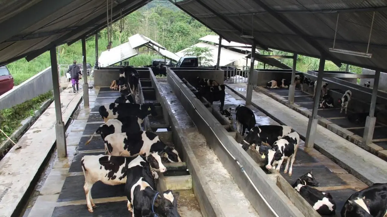 Dalam jangka waktu 7 tahun kedepan, diproyeksikan produksi susu sapi dapat mencapai 2,4 juta ton. (Dok Kementan)