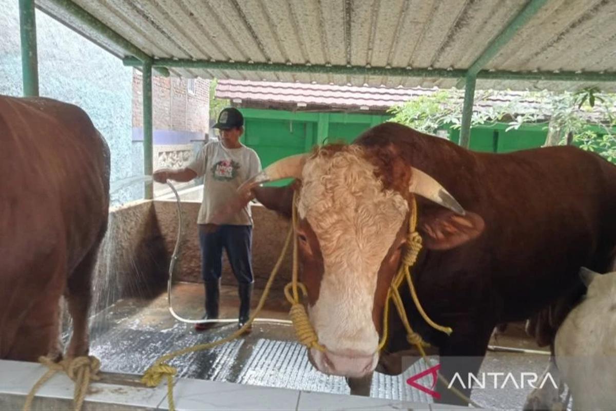 Prabowo Beli Sapi Kurban Bernama Sontrot di Yogyakarta, Berat 1,05 Ton dengan Harga Rp110 Juta