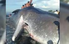 Bangkai Ikan Paus yang Terdampar di Pantai Bisa Meledak, Begini Penjelasan Sains