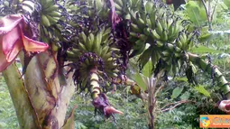 Citizen6, Maluku: Pohon pisang berusia satu tahun yang bertandan tiga. (Pengirim: Ghopal)