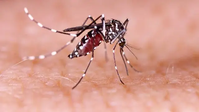 Ilustrasi penyakit Demam Berdarah Dengue (Istimewa)