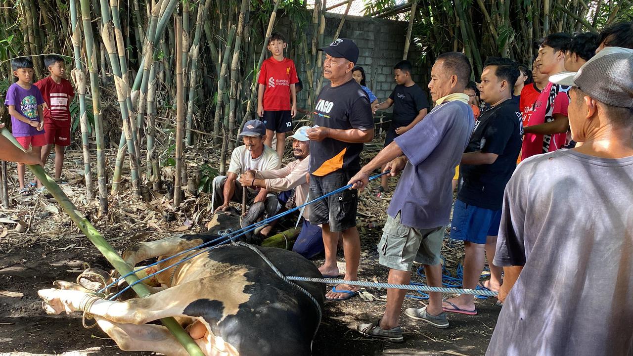 Bukan Sekadar Menyembelih: Jagal Sapi dan Semangat Gotong Royong Idul Adha