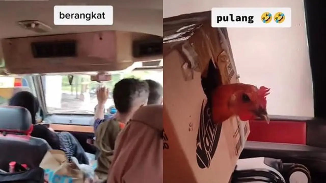 Kisah Pemudik Duduk di Jok Paling Belakang, Akhirnya Berteman dengan Seekor Ayam