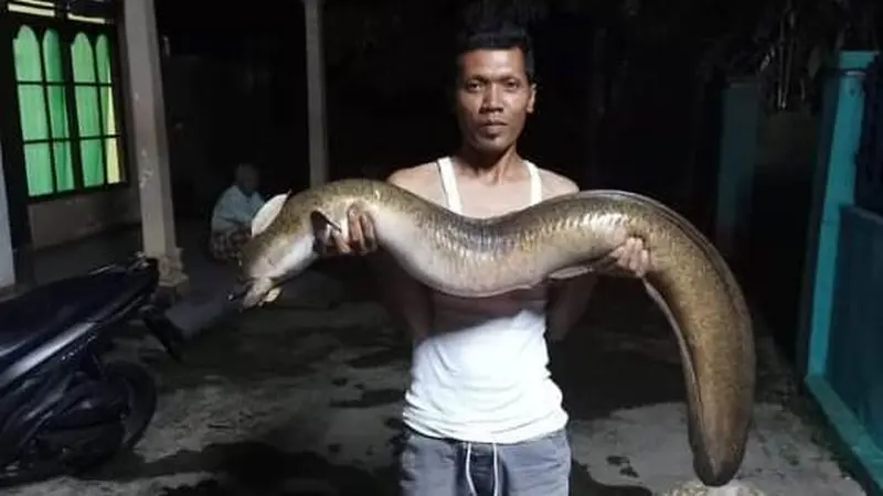 Ikan pelus, salah satu ikan yang mati massal di Sungai Serayu