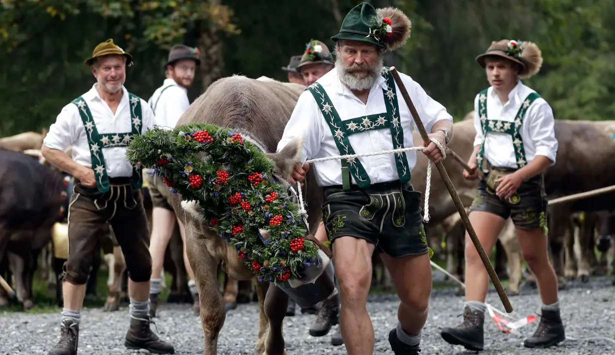 Penggembala Bavaria menggiring hewan ternak mereka di pegunungan dekat Oberstdorf, Jerman, Kamis (13/9). Hewan-hewan ternak ini akan digiring ke lembah untuk menghabiskan musim dingin. (AP Photo/Matthias Schrader)