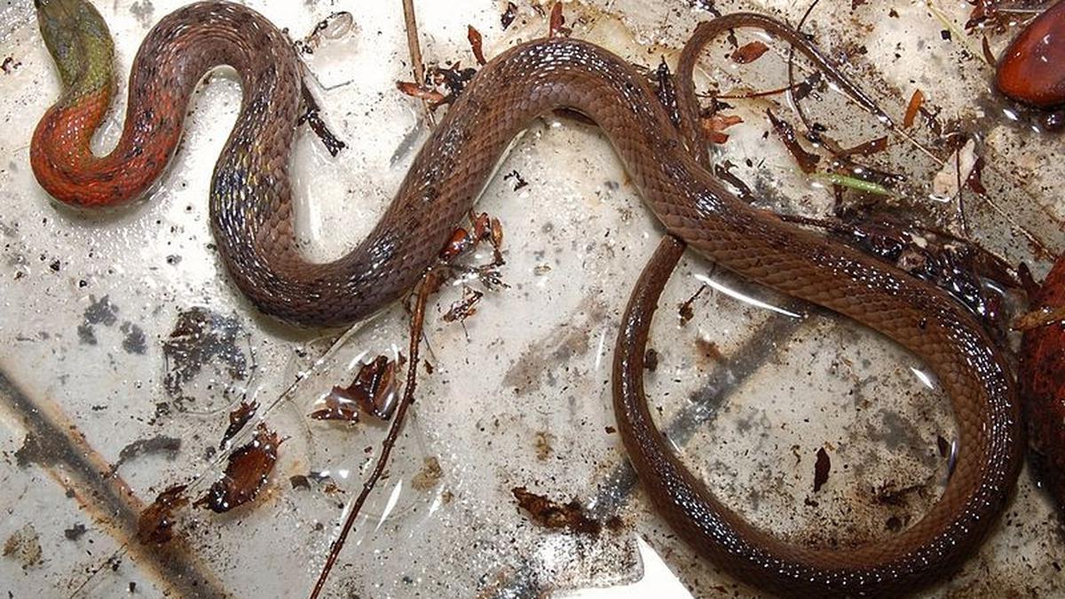 Efek Gigitan Ular Picung yang Sering Dianggap Remeh