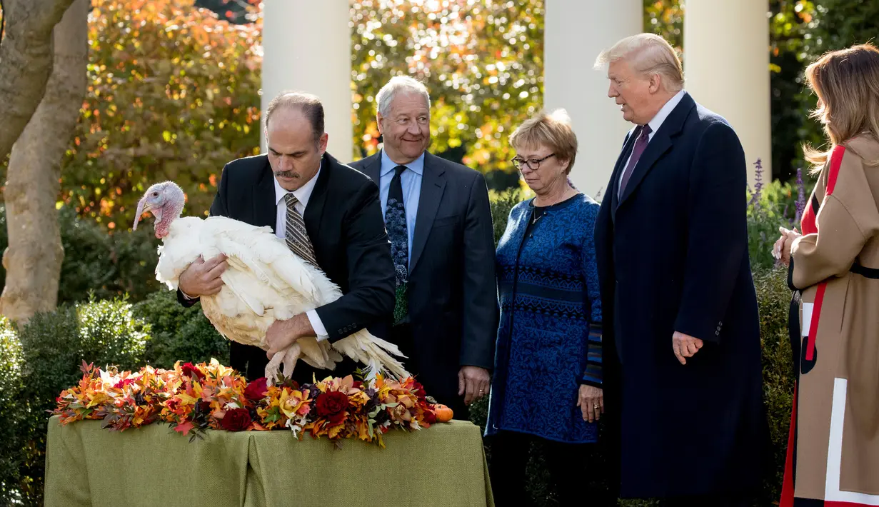 Presiden Donald Trump dan Melania Trump berpatisipasi dalam upacara pengampunan kalkun saat tradisi perayaan Thanksgiving di Gedung Putih, Selasa (20/11). Ini adalah tradisi tahunan yang biasa dilakukan oleh Presiden Amerika Serikat. (AP/ Andrew Harnik)