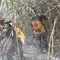 Taman Nasional Way Kambas Terbakar Lagi