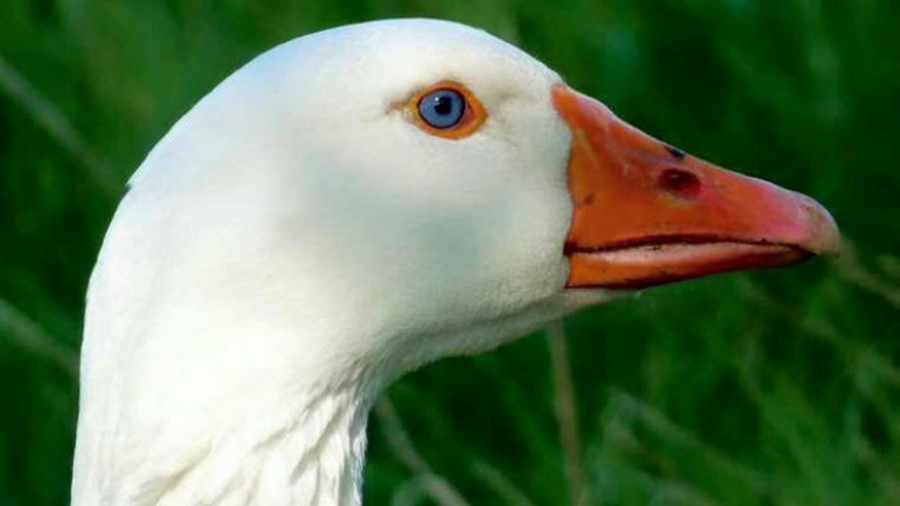 Angsa Mati, Kota Ini Berduka