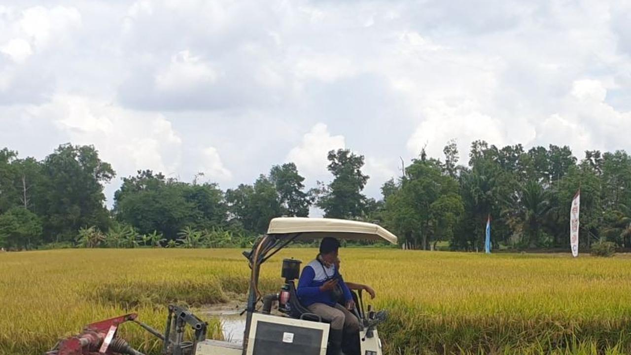 Wow, Luas Baku Sawah Sumsel Tembus 500 Ribu Hektare, Dukung Swasembada Pangan Nasional!