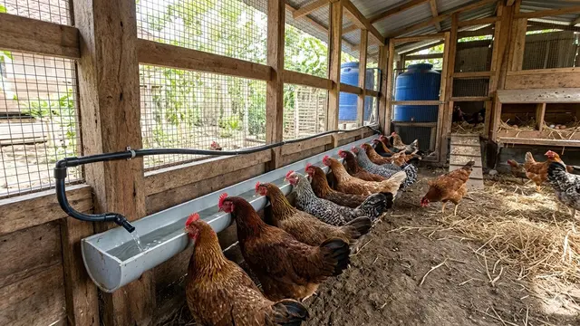 Kandang Ayam dengan Sistem Minum Otomatis (Foto: Gemini AI)
