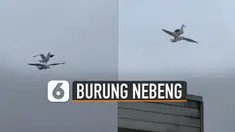 Bahkan ia sempat menutup sayapnya, membuat temannya menanggung beban tubuhnya.