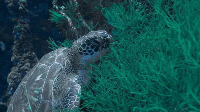 Raja Ampat