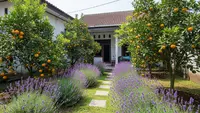 Cara Membuat Kebun Lavender agar Halaman Lebih Harum, Ini Tahap-tahapnya