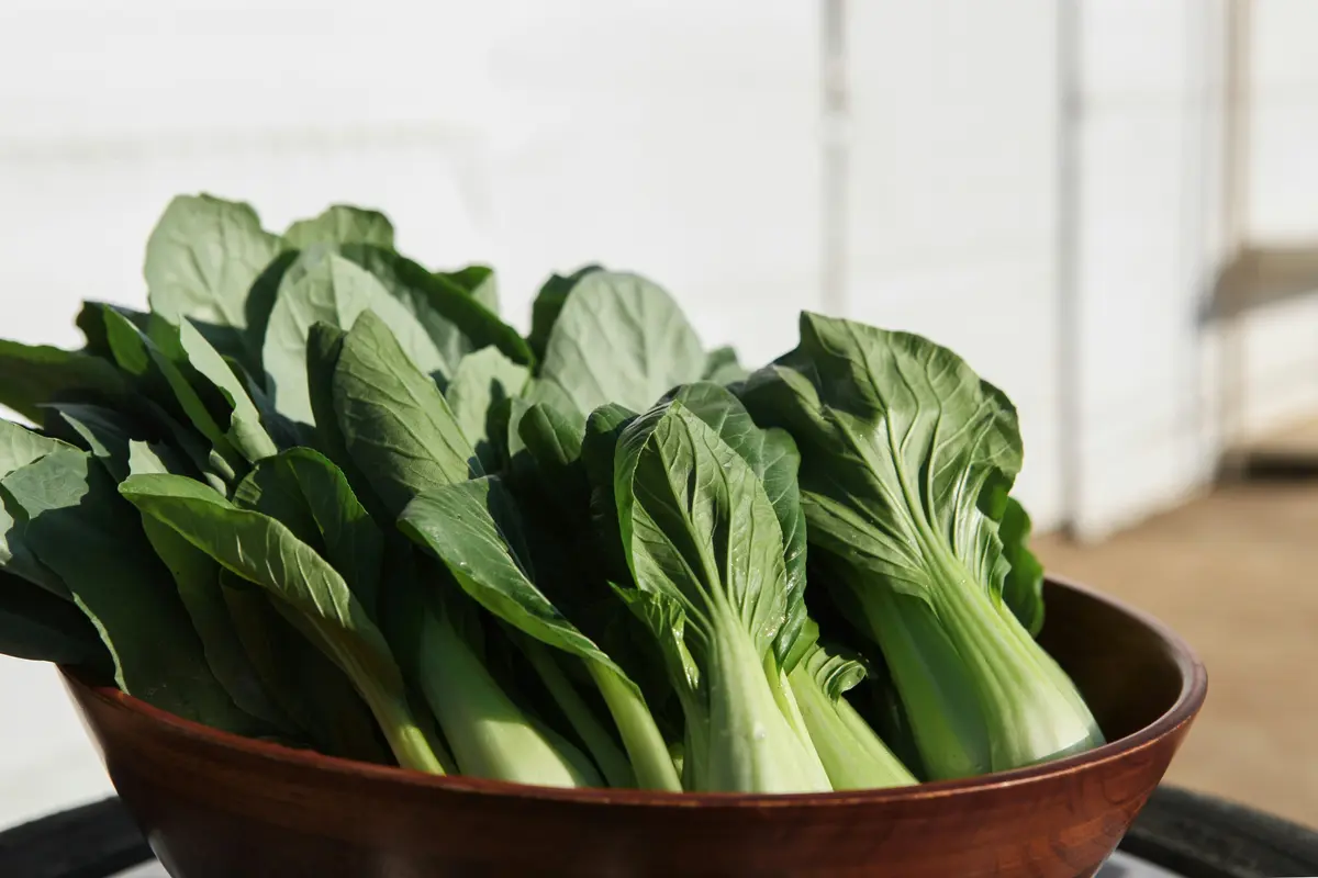 Bok Choi