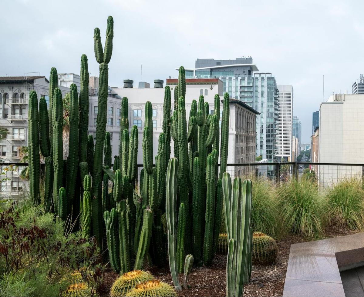 Ilustrasi Rooftop Garden