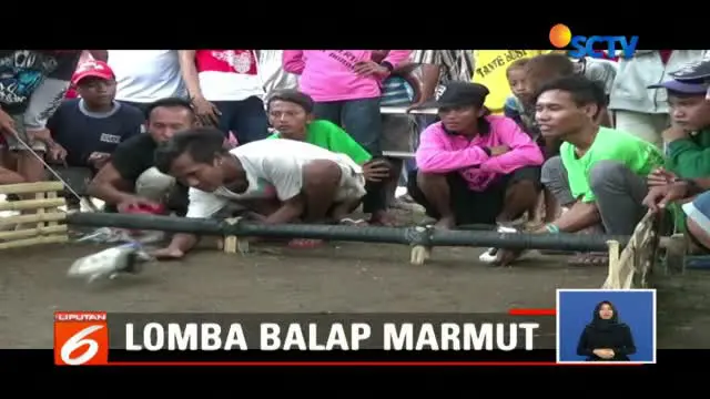 Isi Libur Sekolah, Warga Probolinggo Balap Marmut