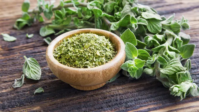 daun oregano kering