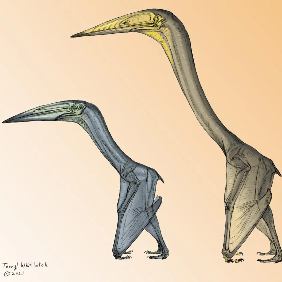 pterosaurus