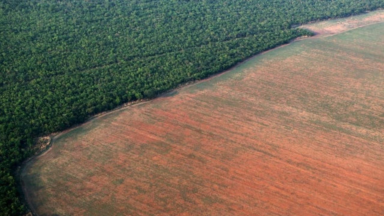 Pandangan udara luasnya lahan kedelai di hutan Amazon