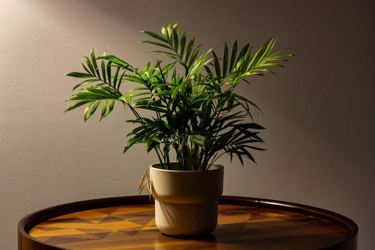 Tanaman Hias Parlor Palm (Chamaedorea elegans)