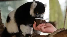 Lemur hitam putih meminum teh hangat yang diberikan pawang di kebun binatang Debrecen, Hungaria, Rabu (25/1). Pihak pengelola bonbin memberikan minuman hangat kepada para hewan untuk menghangatkan tubuh saat udara dingin. (Zsolt Czegledi/MTI via AP)