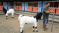 Kambing etawa (PE) ras Kaligesing, Purworejo, Jawa Tengah. (Foto: Humas Pemprov Jateng/Liputan6.com)