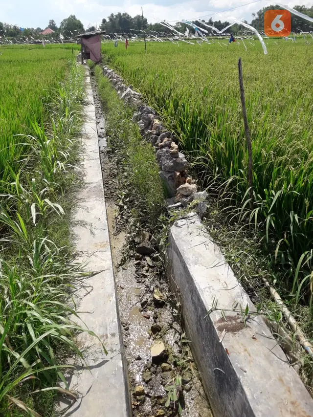 irigasi dana desa