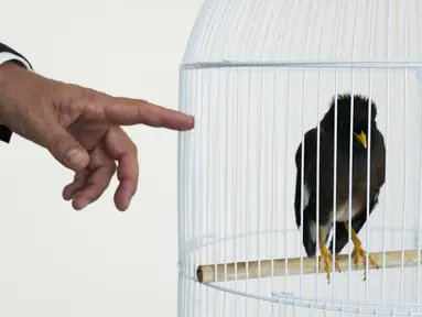 Duta Besar Prancis untuk Uni Emirat Arab, Xavier Chatel menunjukkan Juji, seekor burung mynah paruh kuning di Abu Dhabi, Uni Emirat Arab, Minggu (10/2021). Burung  Mynah Juji dibawa dari Afghanistan oleh seorang gadis yang melarikan diri dari Taliban. (AP Photo / Jon Gambrell)