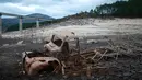 Puing-puing truk terlihat di sebelah reruntuhan bekas desa Aceredo yang biasanya terendam, muncul dasar Waduk Lindoso yang airnya surut, di dekat Lobios, Spanyol, pada 22 November 2021. Puing-puing bangunan rumah dan bangkai kendaraan tua muncul ke permukaan. (MIGUEL RIOPA/AFP)
