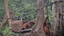 Aktivitas orangutan di pusat rehabilitasi Nyaru Menteng, Kalimantan Tengah, Selasa (17/9/2019). Belasan orangutan yang terserang infeksi saluran pernapasan akut (ISPA) mulai dari dewasa hingga balita. (Handout/Borneo Orangutan Survival Foundation/AFP)