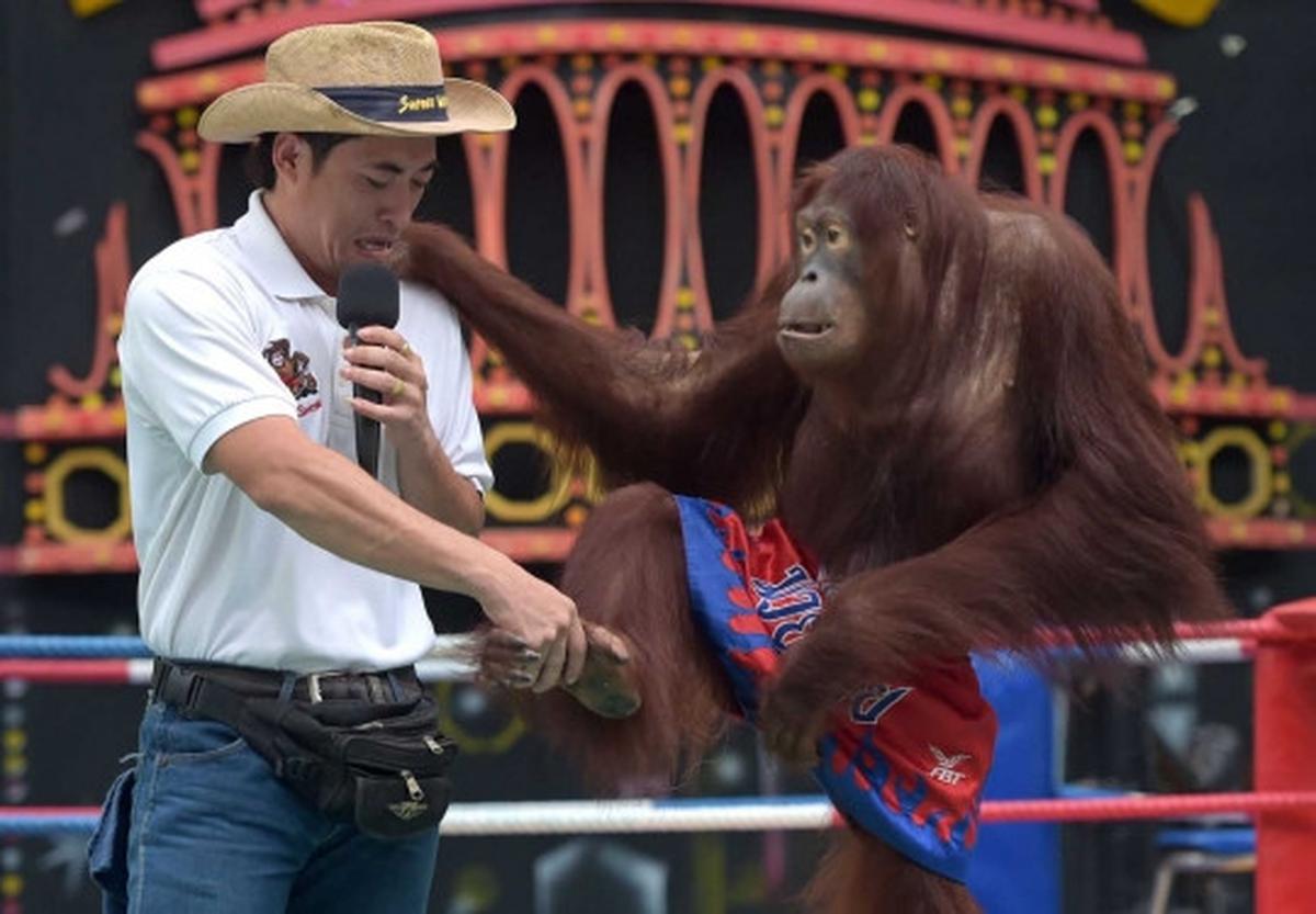 Aksi seru dan lucu orang utan bertanding Muay Thai