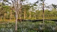 Sumber penghidupan masyarakat di sekitar lahan gambut di Kabupaten Kubu Raya, Kalimantan Barat. (Foto: Agus Dianto/Peneliti Muda Gambut, Kalimantan Barat)