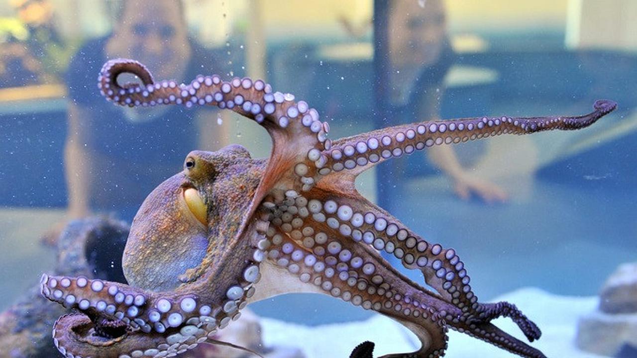 Gurita dapat bersembunyi dan menjadikan dirinya seperi benda yang berada di sekitarnya (AFP)