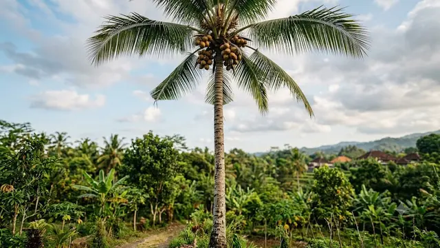 Kelapa